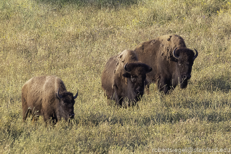 bison